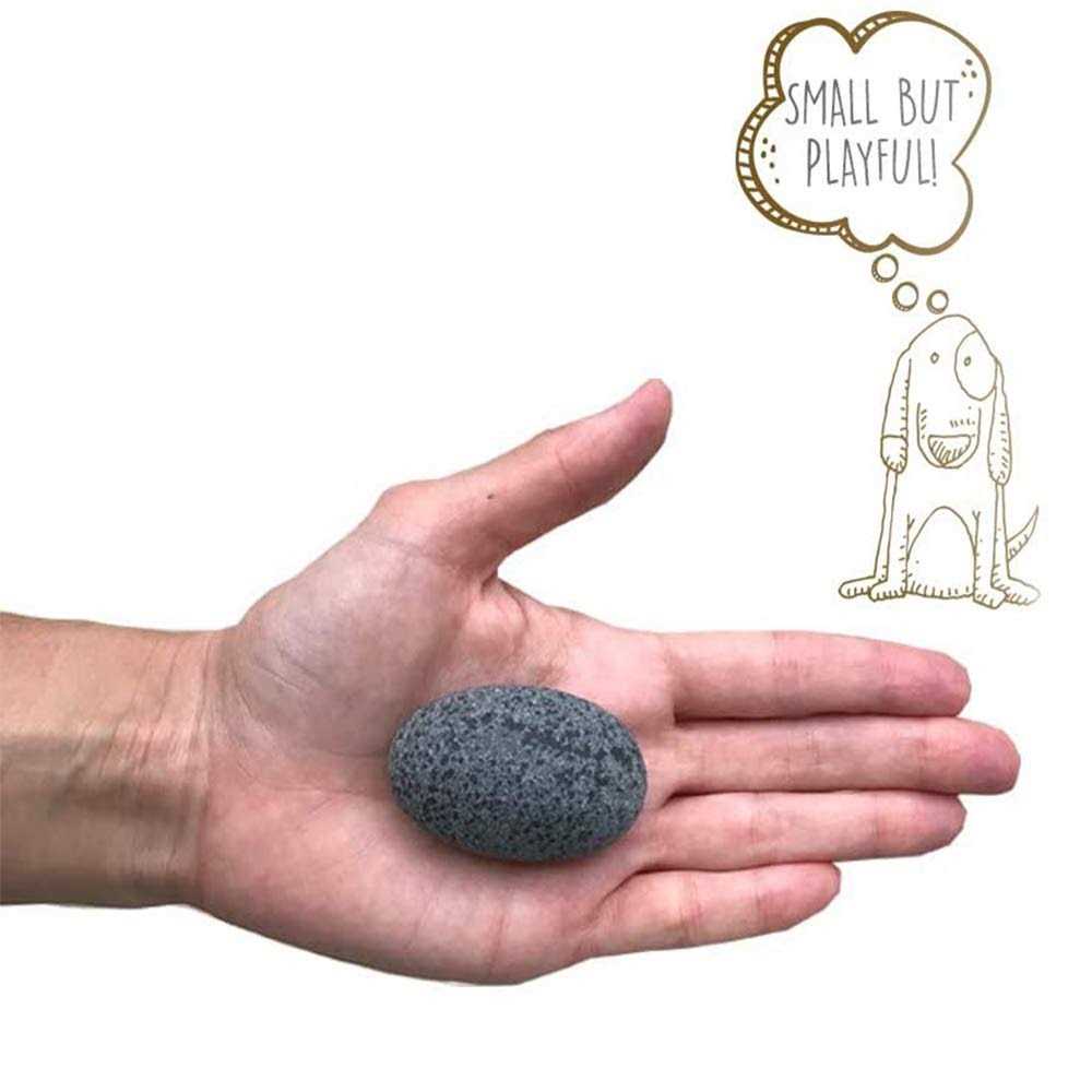 Pet Rock J411528
