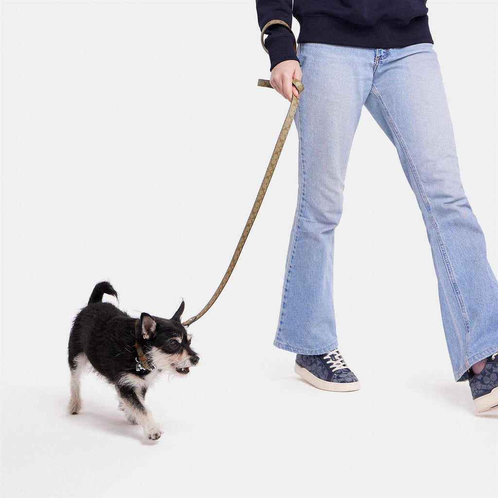 Boxed Pet Leash In Signature Canvas I450099