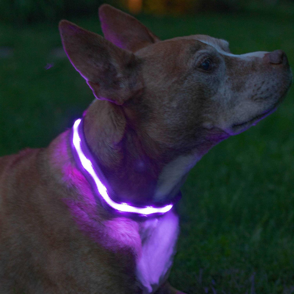 LED Light Up Dog Collar M56772