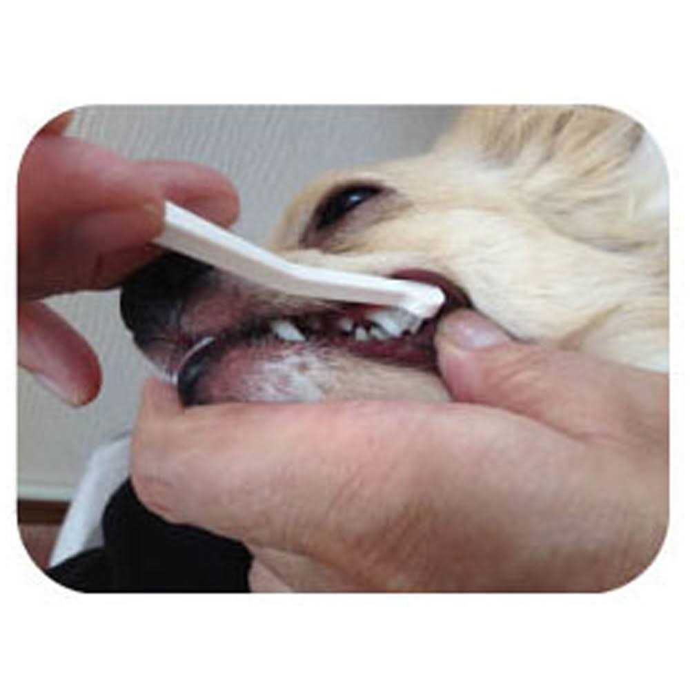 Dog Toothbrush M7503