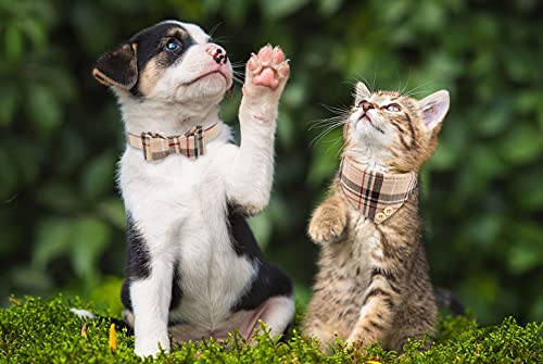 3 PCS Puppy Collar and Leash Set with Bell Blue G626538