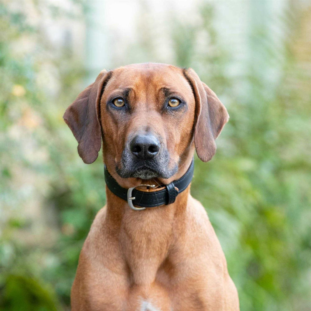 Padded Leather Dog Collar E112