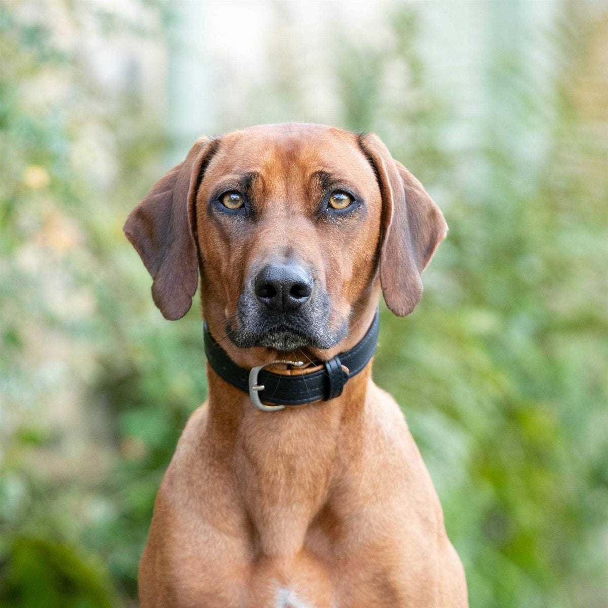 Padded Leather Dog Collar E112