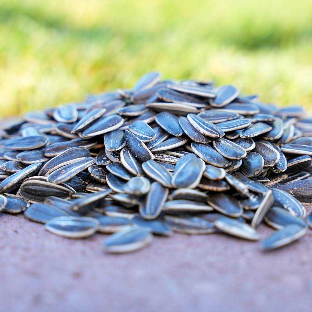 Striped Sunflower Seeds K3008