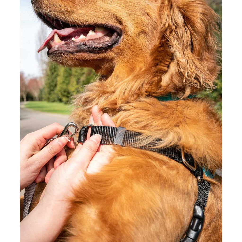 Dog Harness A6398