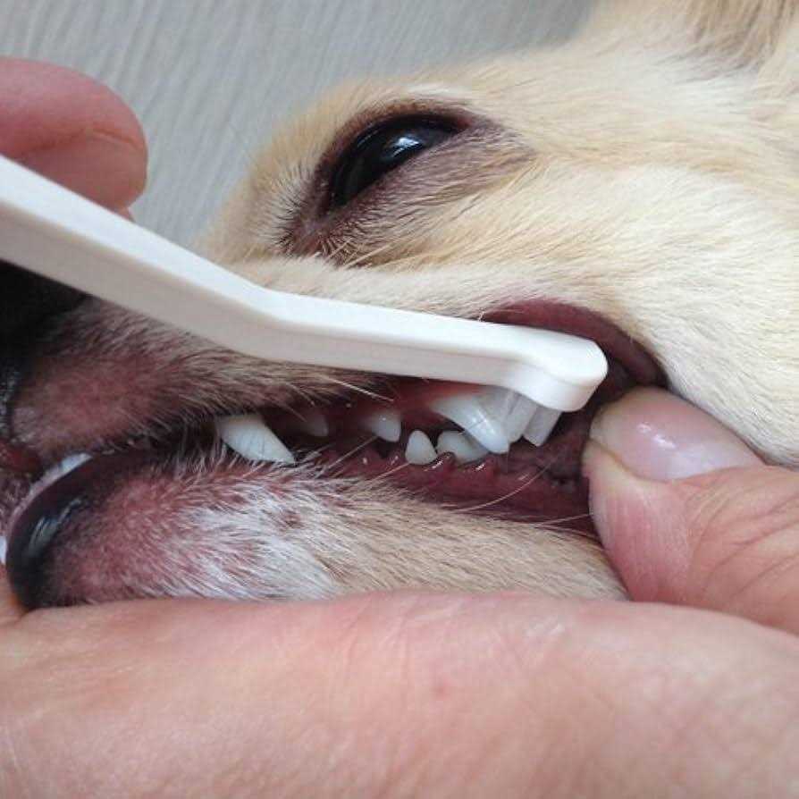 Dog Toothbrush M7503