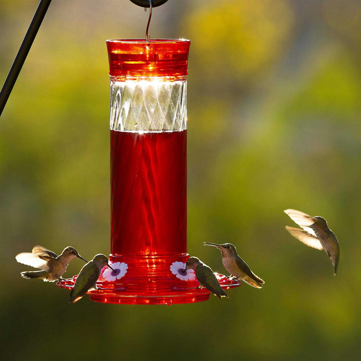 Natural Hummingbird Nectar N687682