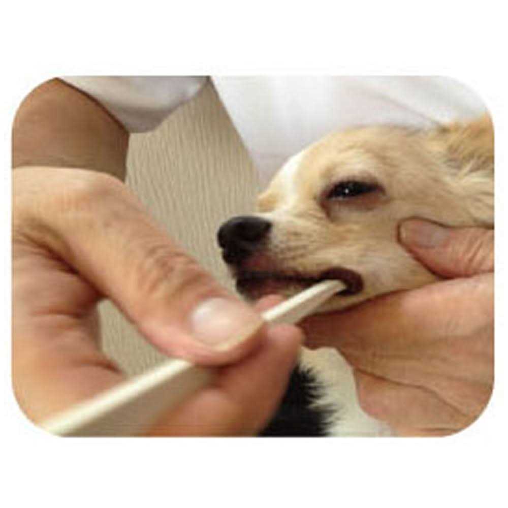 Dog Toothbrush M7503