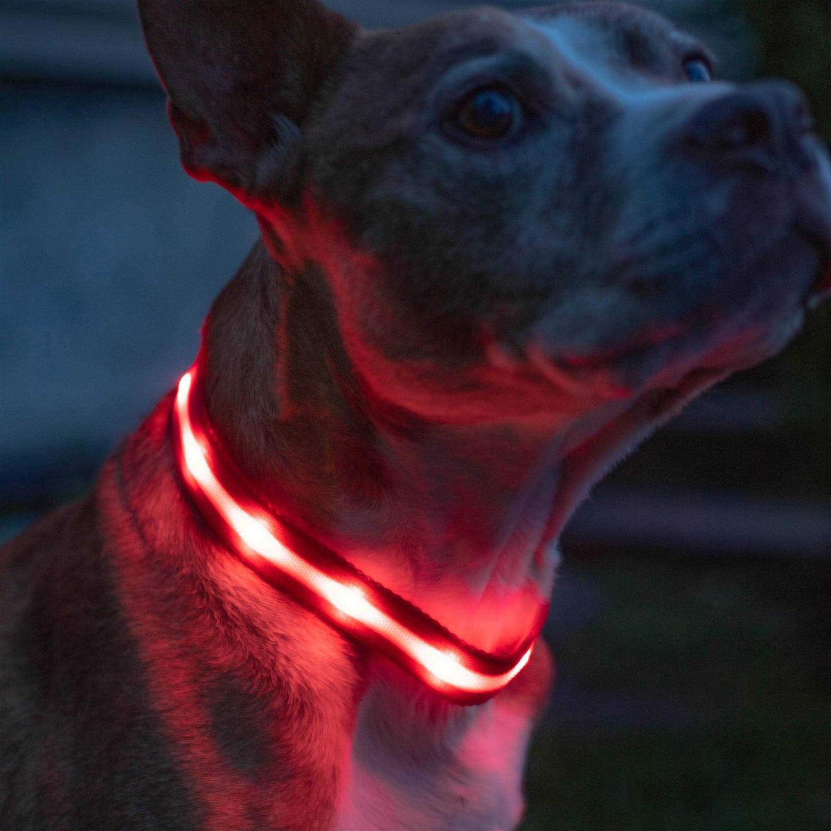 LED Light Up Dog Collar M56772