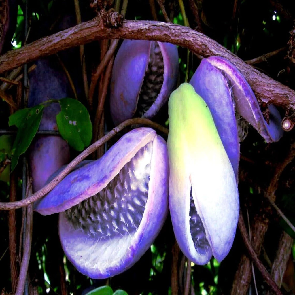 40 Seeds Chocolate Vine Seeds P7266