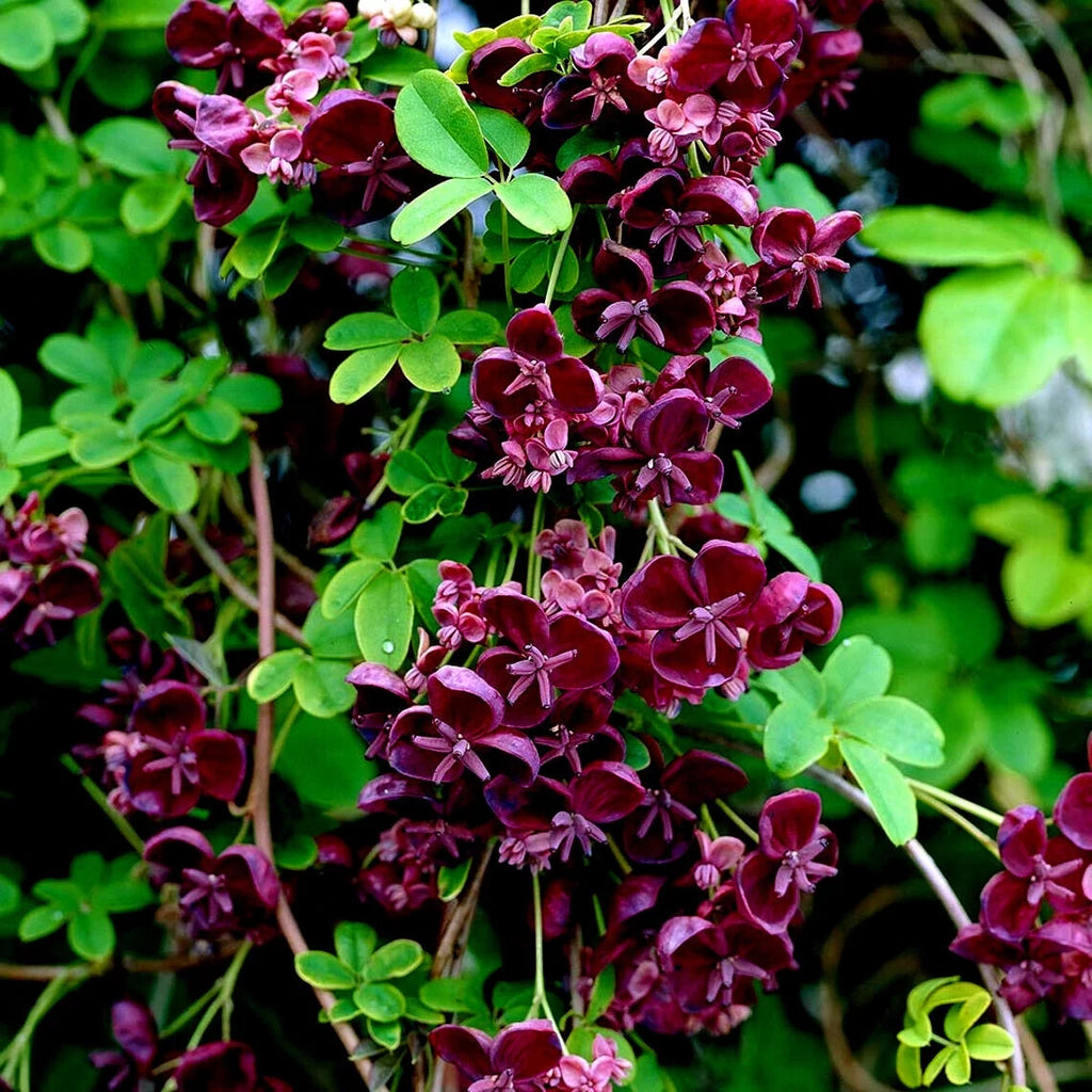 40 Seeds Chocolate Vine Seeds P7266