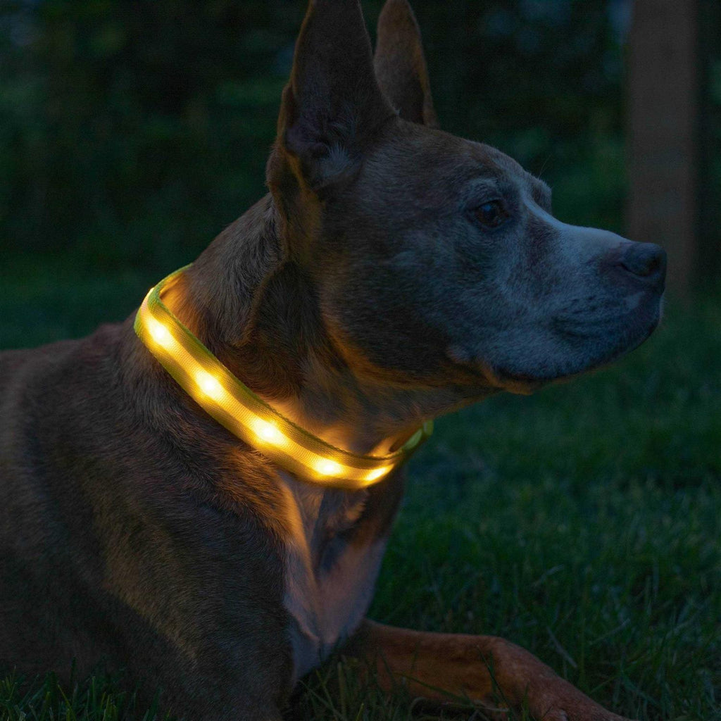 LED Light Up Dog Collar M56772