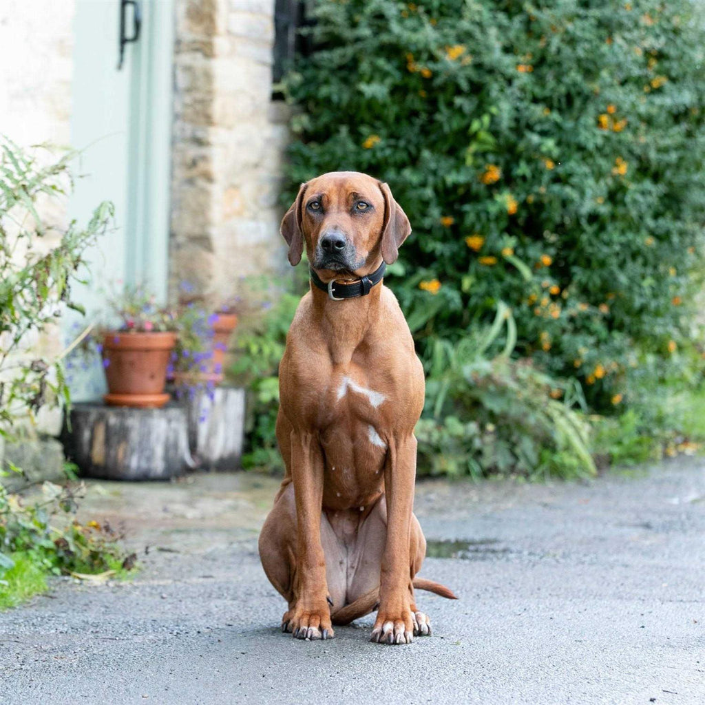 Padded Leather Dog Collar E112