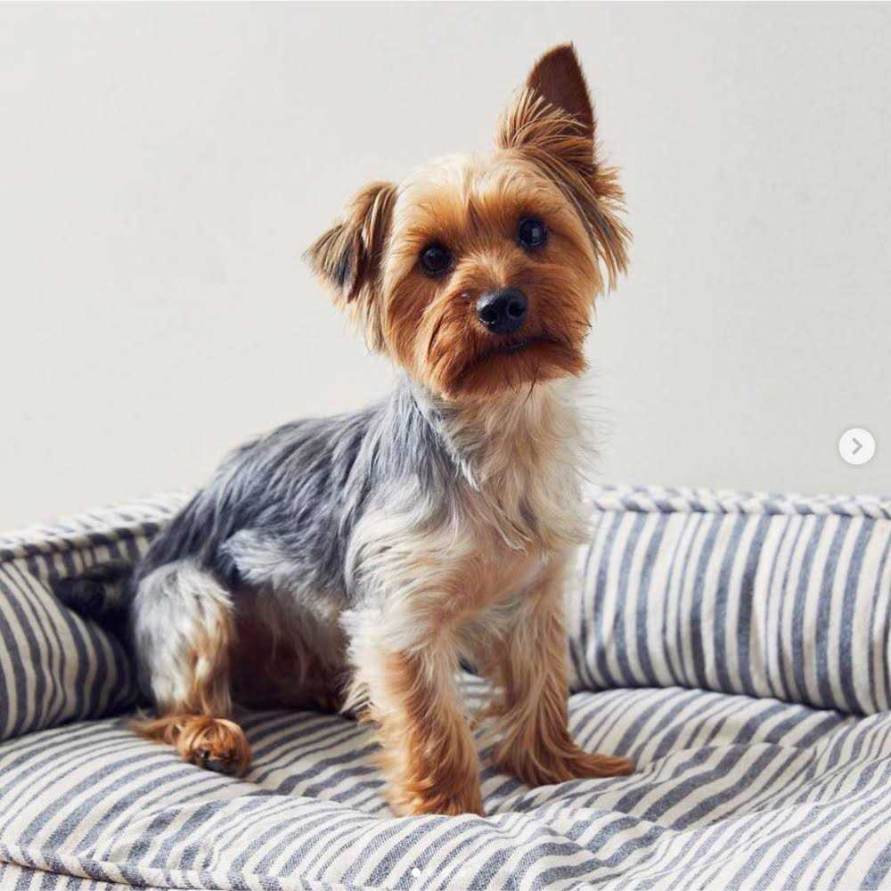 Stripe Lounger Pet Supplies M495