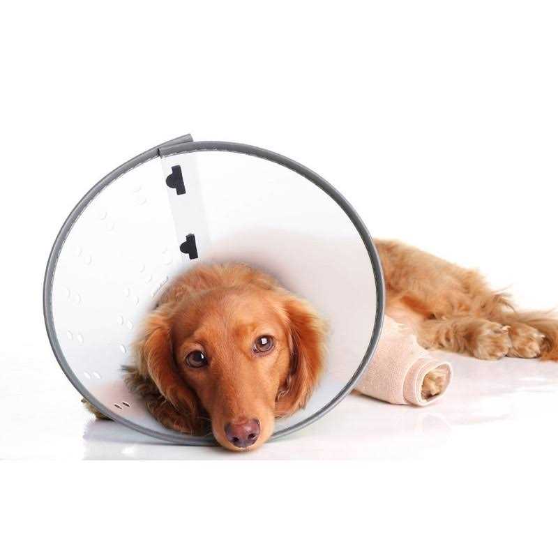 Dog E-Collar N234216