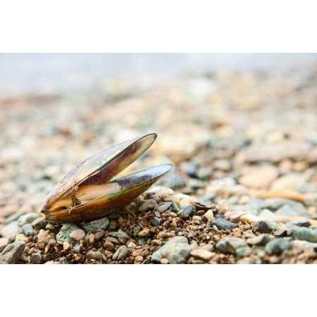 Green Lipped Mussel Omega 3 & 6 S6850