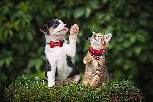 3 PCS Puppy Collar and Leash Set with Bell Blue G626538
